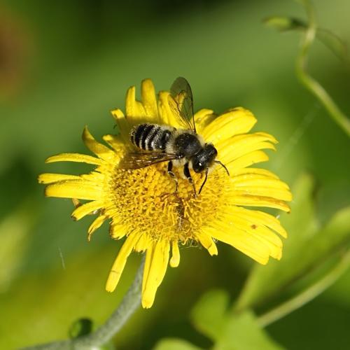 Megachile sp.